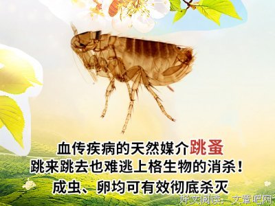 家中的白色