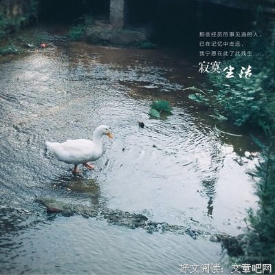 与一只睿智的白鸭不期而遇