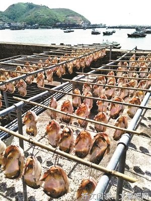  野生河豚