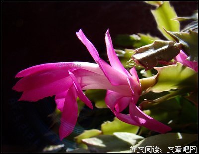 我有花一朵