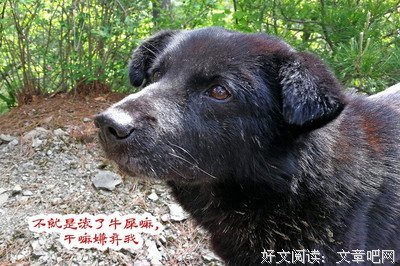 我喂过一只狗