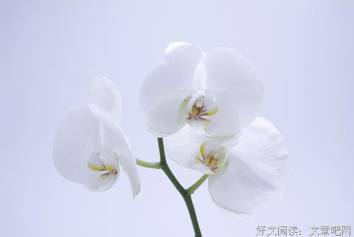 纵然备受冷落，我也可以美丽如初