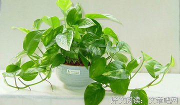 适当的空间，更有利于生长