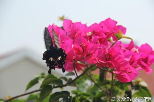 这样的母爱