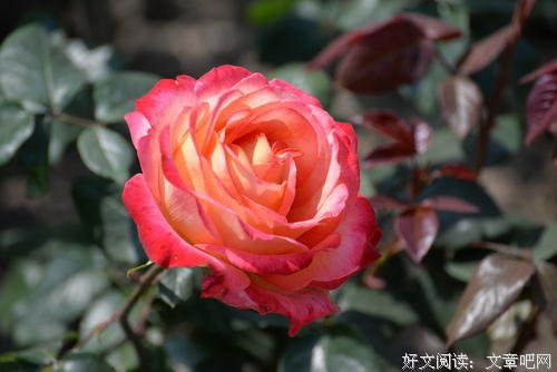 任何时候，美丽都只是相对的