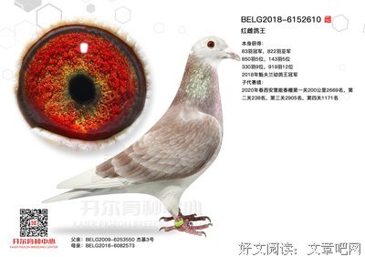雌鸽产蛋的时间会不会和遗传有关系