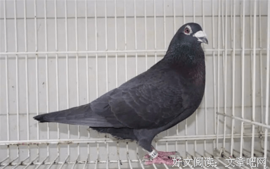 鸽子配对中的一种现象