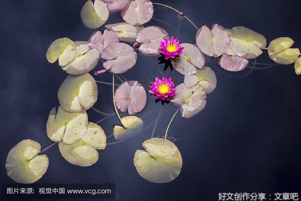 池塘