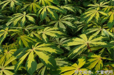  记忆里的花叶与泥土