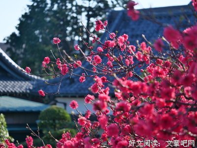 日日是好日