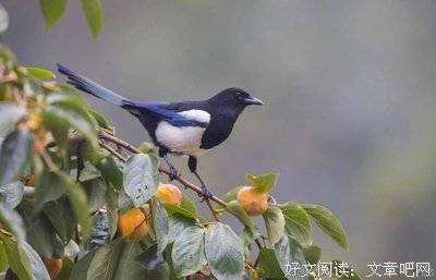 喜鹊登枝