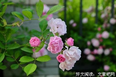 不骛虚声，花香自彰