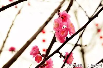  梅花不急