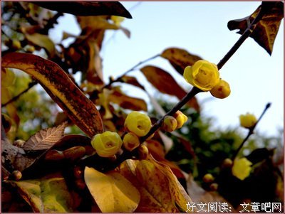 城南的花会开的