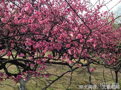  春如泥