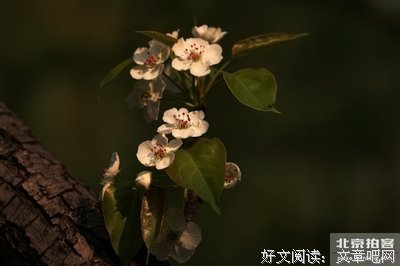 柳荫公园