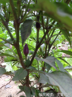 第十一筐青菜