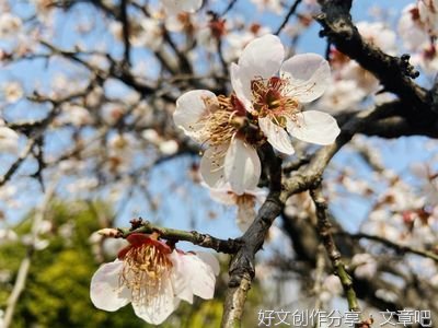 桃花夭夭，灼灼其华