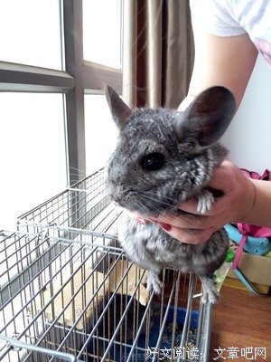 妈妈像一只龙猫