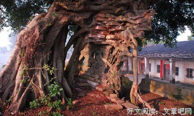  行走的珍珠