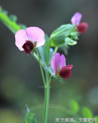  豌豆花开