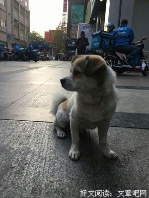  楼上掉下一只狗