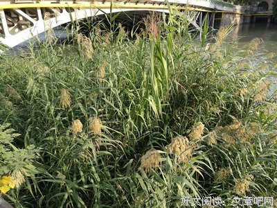 生活的一种