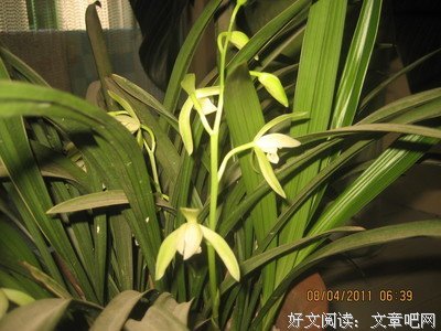  一颗素心对日月