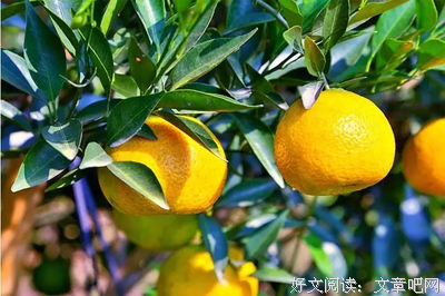 带叶红柑染袖香