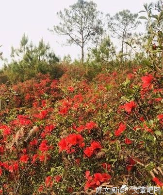  你有一封情书，请查收：冬日奶糖加奶茶
