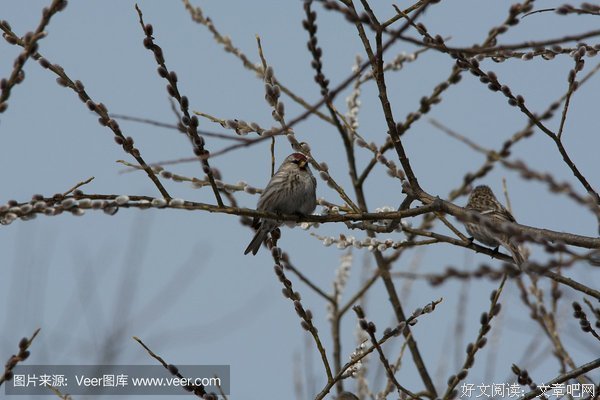  野鸟