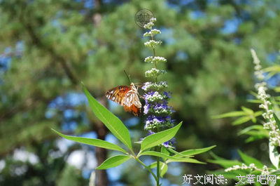  神秘的“薰衣草”