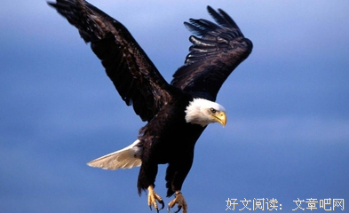  一只寻觅二十年的鞋