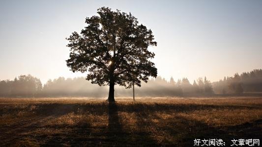 在分别的路口，我让自己站成了一棵树