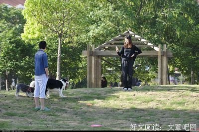训狗