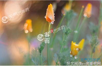  浮萍和秧苗
