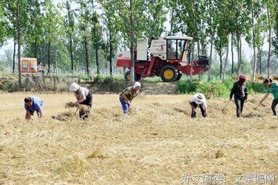 那些小麦遭过罪
