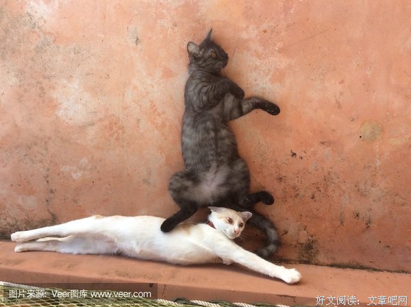 没有了对手的猫