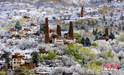 开倒花的梨树