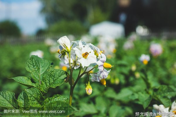 会开花的土豆