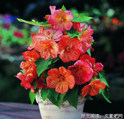 没有花也浇水
