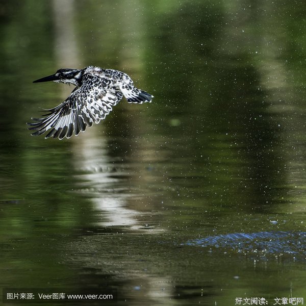 翠鸟的改变