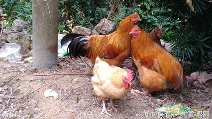 把老母鸡关在鸡罩里