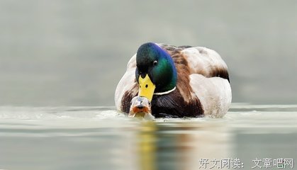 假装母鸭的公鸭