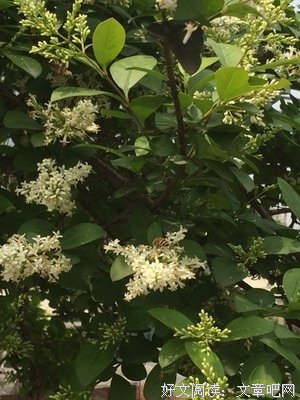 那一群小蜜蜂