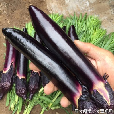 挪个窝儿种茄子