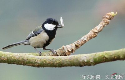 会吐瓜子壳的鱼