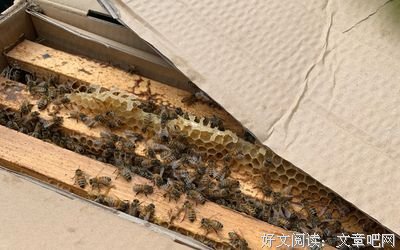 给草莓请个监督