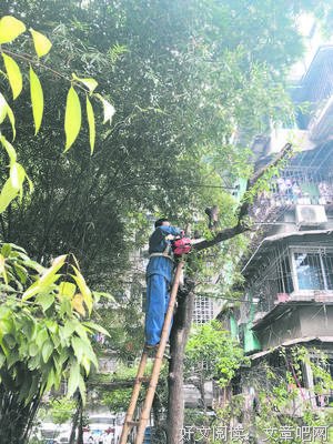 锯掉多余的枝叶