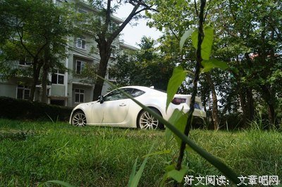 亲密无间的小草